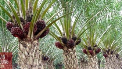 2017: Komoditas Perkirakan Naik 1% – Pemendekan, Pemulihan, dan Potensi Pertumbuhan