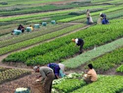 Investasi Jepang di Sektor Pertanian Indonesia Tumbuh