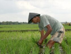 Kein dan Telkom Rilis Aplikasi Logistik Pertanian