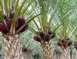 Kenaikan Harga Komoditas Strategis Terus Meningkat