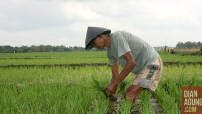 Kredit Pertanian Meningkat 19,30% tapi Dilegalisir Tantangan Berat