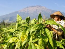 RUU Pertembakauan Potensi Menyebabkan Meninggalnya Petani