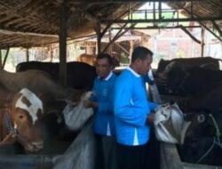 Semen Indonesia Capai 1,43 Miliar Rupiah untuk Perkembangan Peternak Sapi Rembang