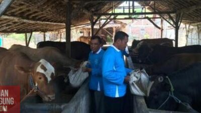 Semen Indonesia Capai 1,43 Miliar Rupiah untuk Perkembangan Peternak Sapi Rembang