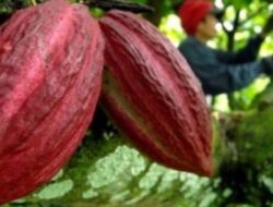 Tingkatkan Daya Saing dan Nilai Tambah Kakao Indonesia