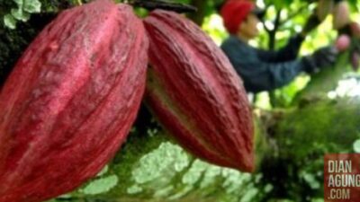 Tingkatkan Daya Saing dan Nilai Tambah Kakao Indonesia